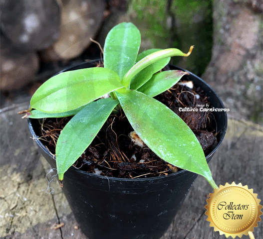 Nepenthes Sibuyanensis x Hamata - Borneo Exotics for sale | Buy carnivorous plants and seeds online @ South Africa's leading online plant nursery, Cultivo Carnivores