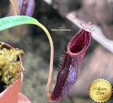 COLLECTORS ITEM 🌟 Nepenthes Singalana (Sumatra) * Wistuba 📏 5-7cm > Exact plant pictured