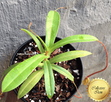 TROPICAL PITCHER PLANT: Nepenthes Bill Bailey Singalana x Ventricosa for sale | Buy carnivorous plants and seeds online @ South Africa's leading online plant nursery, Cultivo Carnivores