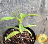 TROPICAL PITCHER PLANT: Nepenthes Bill Bailey Singalana x Ventricosa for sale | Buy carnivorous plants and seeds online @ South Africa's leading online plant nursery, Cultivo Carnivores