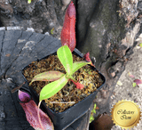 Nepenthes Spathulata x Adnata * Buy Carnivorous plants online @ Cultivo Carnivores South Africa