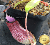 Nepenthes Spathulata x Adnata * Carnivorous plant for sale @ Cultivo Carnivores South Africa
