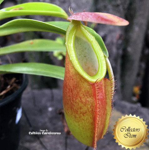 TROPICAL PITCHER PLANT: Nepenthes Spathulata x Dubia for sale | Buy carnivorous plants and seeds online @ South Africa's leading online plant nursery, Cultivo Carnivores