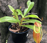 TROPICAL PITCHER PLANT: Nepenthes Spathulata x Dubia for sale | Buy carnivorous plants and seeds online @ South Africa's leading online plant nursery, Cultivo Carnivores