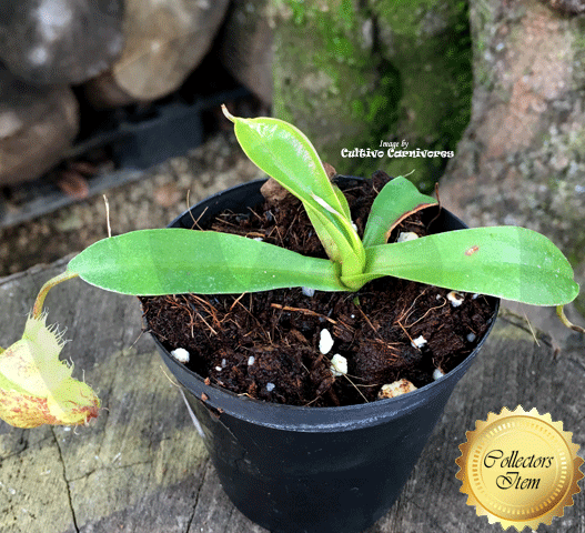 Nepenthes Spathulata x Hamata - Borneo Exotics for sale | Buy carnivorous plants and seeds online @ South Africa's leading online plant nursery, Cultivo Carnivores