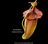 TROPICAL PITCHER PLANT: Nepenthes Spathulata x Jacquelineae BE-3894 for sale | Buy carnivorous plants and seeds online @ South Africa's leading online plant nursery, Cultivo Carnivores