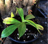 TROPICAL PITCHER PLANT: Nepenthes Spathulata x Spectabilis for sale | Buy carnivorous plants and seeds online @ South Africa's leading online plant nursery, Cultivo Carnivores