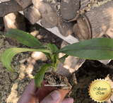 SPECIAL IMPORT 🌟 Nepenthes Spectabilis (Bandahara Giant) x Campanulata ex Wistuba 📏 16-18cm