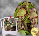 SPECIAL IMPORT 🌟 Nepenthes Spectabilis (Bandahara Giant) x Campanulata ex Wistuba 📏 16-18cm
