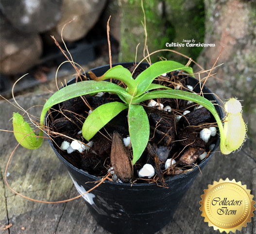 Nepenthes Spectabilis x Hamata - Borneo Exotics for sale | Buy carnivorous plants and seeds online @ South Africa's leading online plant nursery, Cultivo Carnivores