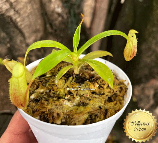 Nepenthes Spectabilis × Talangensis • Tropical pitcher • Borneo Exotics