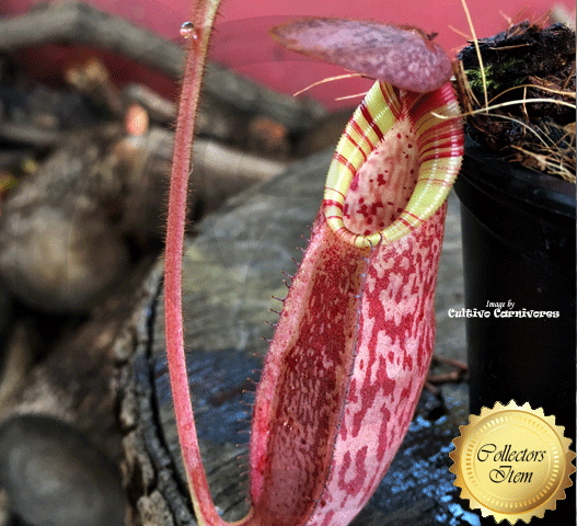 Nepenthes Spectabilis x Veitchii - Borneo Exotics for sale | Buy carnivorous plants and seeds online @ South Africa's leading online plant nursery, Cultivo Carnivores