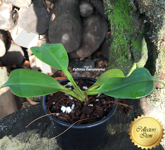 Nepenthes Talangensis x Robcantleyi - Borneo Exotics for sale | Buy carnivorous plants and seeds online @ South Africa's leading online plant nursery, Cultivo Carnivores