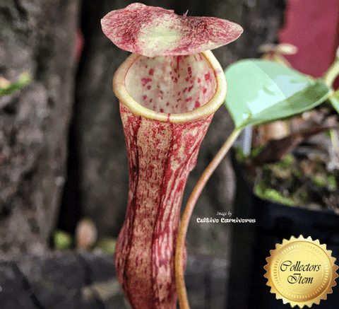 TROPICAL PITCHER PLANT: Nepenthes Thorelii x Campanulata for sale | Buy carnivorous plants and seeds online @ South Africa's leading online plant nursery, Cultivo Carnivores