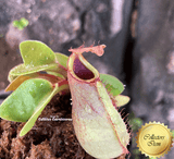 RARE! COLLECTORS ITEM 🌟 Nepenthes Truncata (Lowland form) 📏 8-10cm > Exact plant pictured
