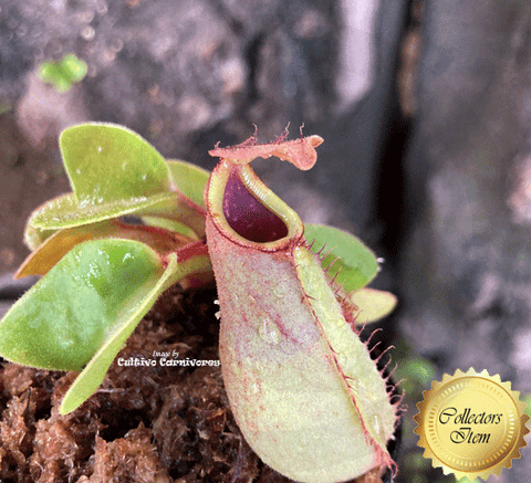 RARE! COLLECTORS ITEM 🌟 Nepenthes Truncata (Lowland form) 📏 8-10cm > Exact plant pictured