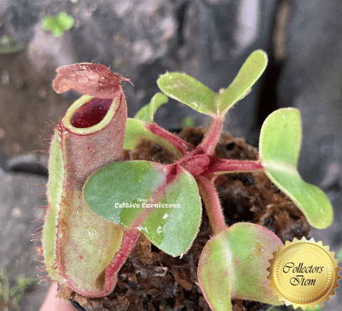 RARE! COLLECTORS ITEM 🌟 Nepenthes Truncata (Lowland form) 📏 8-10cm > Exact plant pictured