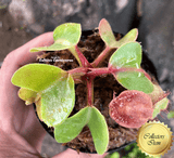 RARE! COLLECTORS ITEM 🌟 Nepenthes Truncata (Lowland form) 📏 8-10cm > Exact plant pictured