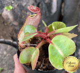 RARE! COLLECTORS ITEM 🌟 Nepenthes Truncata (Lowland form) 📏 8-10cm > Exact plant pictured