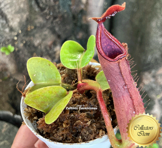 RARE! TROPICAL PITCHER PLANT 🌟 Nepenthes Truncata Pasian Red 💎 Collectors Item > Exact plant pictured