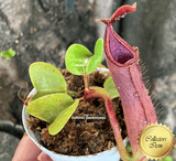 RARE! COLLECTORS ITEM 🌟 Nepenthes Truncata Pasian Red 📏 10-12cm > Exact plant pictured