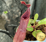 RARE! COLLECTORS ITEM 🌟 Nepenthes Truncata Pasian Red 📏 10-12cm > Exact plant pictured