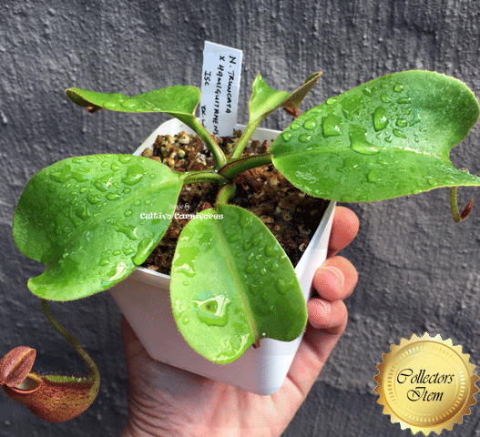 Nepenthes Truncata x Hamiguitanensis · Seed grown Tropical pitcher · Wistuba