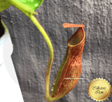 COLLECTORS ITEM 🌟 Nepenthes Truncata x Hamiguitanensis AW #104 > Exact plant pictured