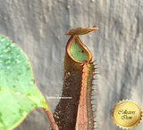 COLLECTORS ITEM 🌟 Nepenthes Truncata x Ramispina AW #106 > Exact plant pictured