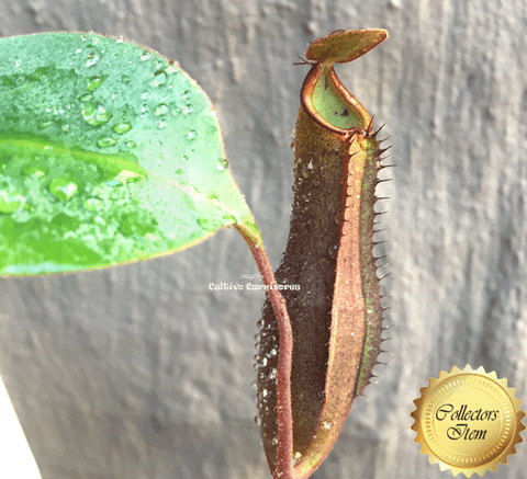 COLLECTORS ITEM 🌟 Nepenthes Truncata x Ramispina AW #106 > Exact plant pictured