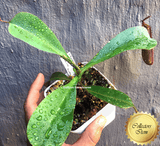 COLLECTORS ITEM 🌟 Nepenthes Truncata x Ramispina AW #106 > Exact plant pictured