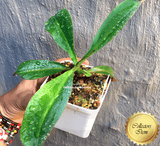 COLLECTORS ITEM 🌟 Nepenthes Truncata x Ramispina AW #106 > Exact plant pictured
