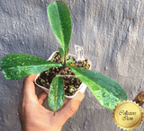 COLLECTORS ITEM 🌟 Nepenthes Truncata x Ramispina AW #106 > Exact plant pictured