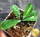 Nepenthes Truncata x (ventricosa x dubia) #102 ex Wistuba