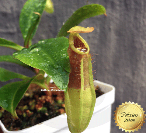 COLLECTORS ITEM 🌟 Nepenthes Truncata x (Ventricosa x Dubia) AW #103 > Exact plant pictured