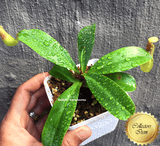 COLLECTORS ITEM 🌟 Nepenthes Truncata x (Ventricosa x Dubia) AW #103 > Exact plant pictured