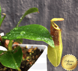 COLLECTORS ITEM 🌟 Nepenthes Truncata x (Ventricosa x Dubia) AW #103 > Exact plant pictured