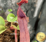 RARE! COLLECTORS ITEM 🌟 Nepenthes Truncata Pasian Red 📏 10-12cm > Exact plant pictured