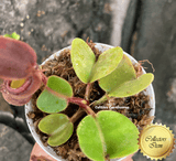 RARE! COLLECTORS ITEM 🌟 Nepenthes Truncata Pasian Red 📏 10-12cm > Exact plant pictured