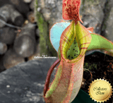 Nepenthes Veitchii Marud x Candy Stripe - Personal Collection for sale | Buy carnivorous plants and seeds online @ South Africa's leading online plant nursery, Cultivo Carnivores