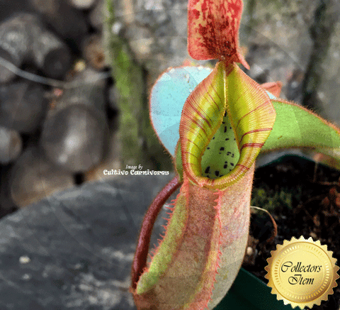 Nepenthes Veitchii Marud x Candy Stripe - Personal Collection for sale | Buy carnivorous plants and seeds online @ South Africa's leading online plant nursery, Cultivo Carnivores