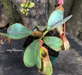 Nepenthes Veitchii Marud x Candy Stripe - Personal Collection for sale | Buy carnivorous plants and seeds online @ South Africa's leading online plant nursery, Cultivo Carnivores