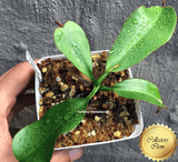COLLECTORS ITEM 🌟 Nepenthes Veitchii x Boschiana AW #108b > Exact plant pictured