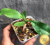 COLLECTORS ITEM 🌟 Nepenthes Veitchii x Boschiana AW #108b > Exact plant pictured