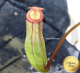 TROPICAL PITCHER PLANT: Nepenthes Ventricosa x Dubia for sale | Buy carnivorous plants and seeds online @ South Africa's leading online plant nursery, Cultivo Carnivores