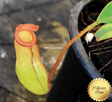 TROPICAL PITCHER PLANT: Nepenthes Ventricosa x Dubia for sale | Buy carnivorous plants and seeds online @ South Africa's leading online plant nursery, Cultivo Carnivores