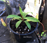 TROPICAL PITCHER PLANT: Nepenthes Ventricosa x Dubia for sale | Buy carnivorous plants and seeds online @ South Africa's leading online plant nursery, Cultivo Carnivores