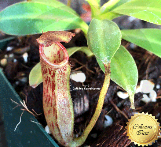TROPICAL PITCHER PLANT: Nepenthes Ventricosa x Glandulifera for sale | Buy carnivorous plants and seeds online @ South Africa's leading online plant nursery, Cultivo Carnivores