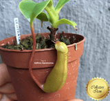 COLLECTORS ITEM 🌟 Nepenthes Ventrata 📏 6-8cm > Exact plant pictured