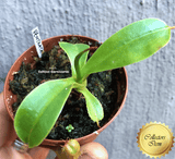 COLLECTORS ITEM 🌟 Nepenthes Ventrata 📏 6-8cm > Exact plant pictured